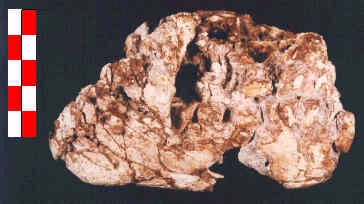 07 Maxila y mandíbula neandertal (CG-1)